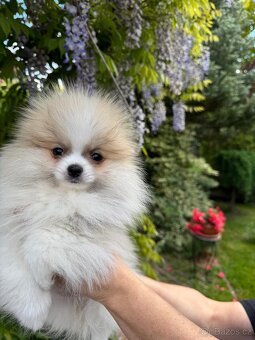 Pomeranian s p.p - 5