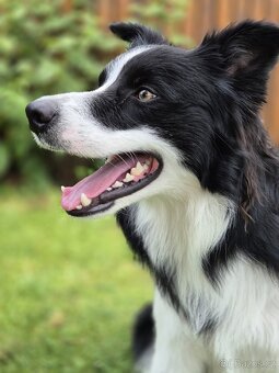 Krytí border kolie bez Pp - 5