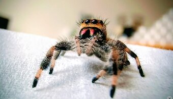 Skákavka královská - Phidippus regius - 5