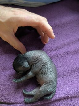 Mexický naháč mini štěňata čistokrevný pes - 5