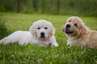 Golden retriever Zlaty retriever šteniatka s pp - 5