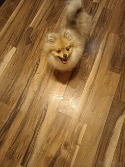 Pomeranian/Zwergspitz s PP - 5