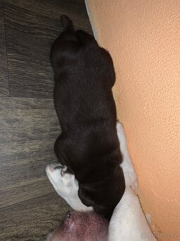 Štěňátka labradora - 5