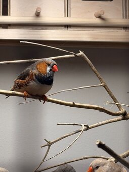 Výstavní zebřičky - 5