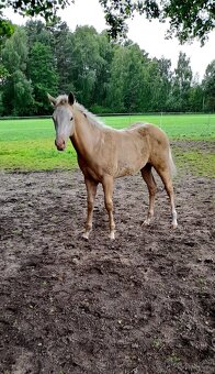 Prodám hřebce plemene Paint Horse - 5