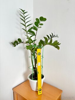 Zamioculcas, výška rostliny 110 cm - 5