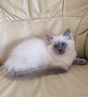 Ragdoll kočička s necuchavou srstí - 5