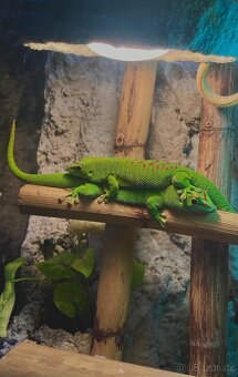 Felsumy madagaskarské + terárium s 3D stěnou - 5
