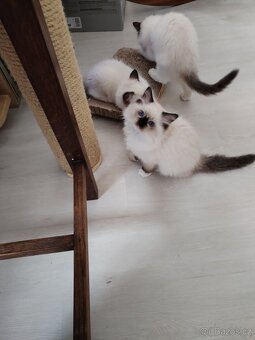 Koťátka s PP Ragdoll - 5