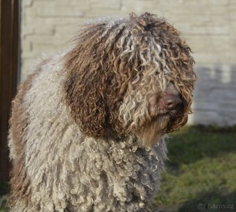 Španělský vodní pes - Perro De Agua Español - s PP - 5