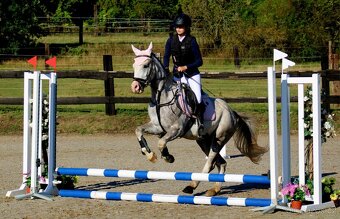 Mladý Pony Welsh 148cm - 5