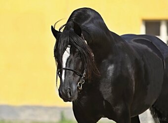 Welsh pony of cob type - hřebeček - 5