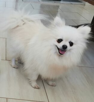 Prodám Německý špic trpasličí pomeranian - 5