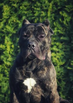 Cane corso - 5