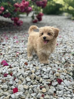 Maltipoo - 5