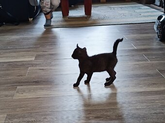 Hledáme domov pro čtyři statečné kocourky 🐾🐈🐈🐈🐈 - 5