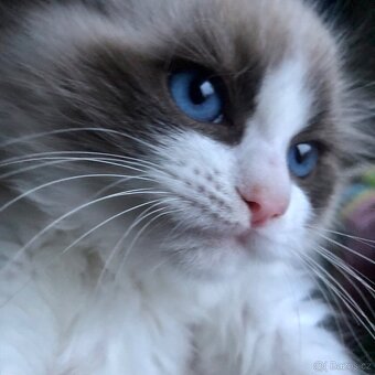 Ragdoll koťátka s PP - 5