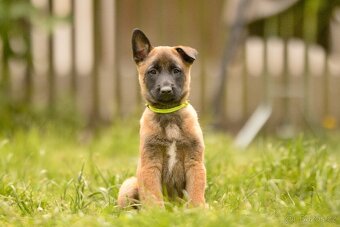 Belgický ovčák Malinois s PP - 5