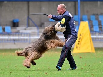 Briard štěňátka s PP - 5