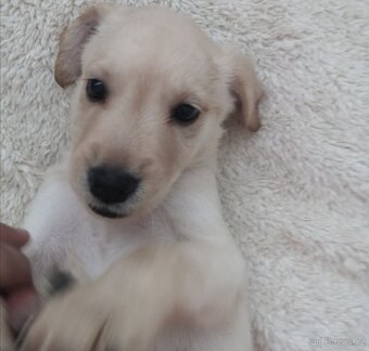Štěňata labradora kříženci - 5