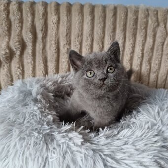 Britská koťata - 5