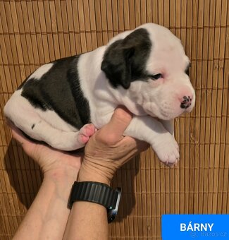 Americký stafordšírský teriér - 5