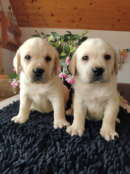 Labrador, Labradorský retrívr - 5