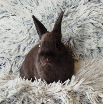 Zakrslý králík - 5