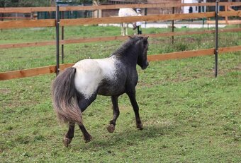 Připouštění Minihorse/minipony - 5