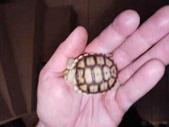 Zelva ostruhatá, sulcata - 5
