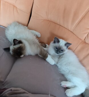 Kočička blue mitted s PP - 5