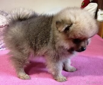 POMERANIAN - 5