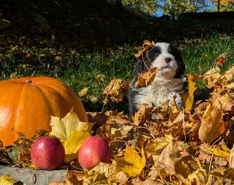 Australský ovčák, štěňata s PP FCI - 5