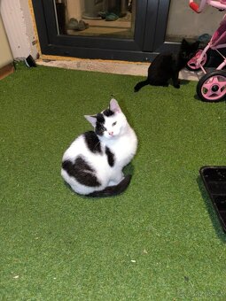 Kočička a kocourek,4 měsíce potřebují domov. - 5