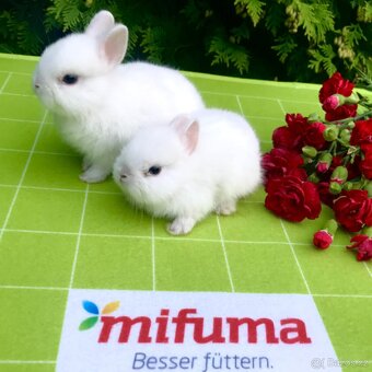 Mláďata zakrslých králíčků přímo od chovatele - 5