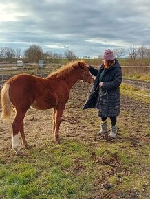 Krásná klisnička WPBR Pony B do sportu - 5