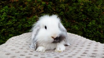 Zakrslý beránek, králíček, králík - MOLLY - 5