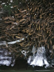 Násadové ryby pstruh jeseter a úhoř - 5