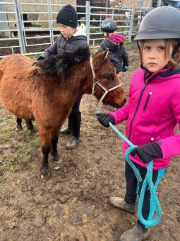 Pony hřebeček zvyklý na děti - 5
