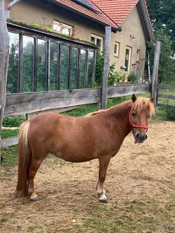 Minihorse kobylka a valach - 5