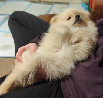 Štěňátko špic pomeranian - 5