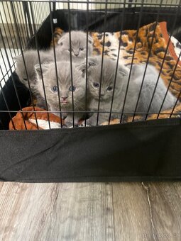 Britští koťátka - 5