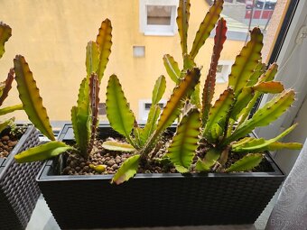 Epiphyllum ackermannii - 5