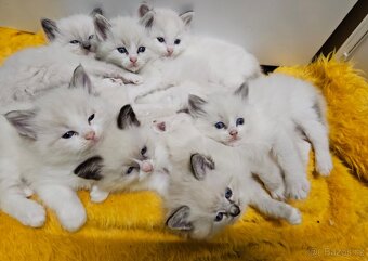 Krásný Ragdoll na krytí - 5
