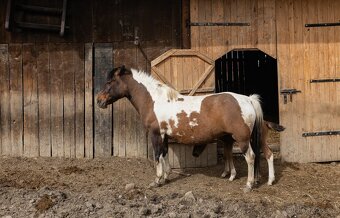 Huculská klisna, hucul, homozygotní Tobiano, pony, malý kůň - 5