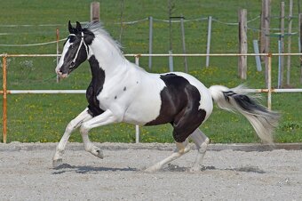 Barokní pinto homozygotní hřebec - připouštění - 5