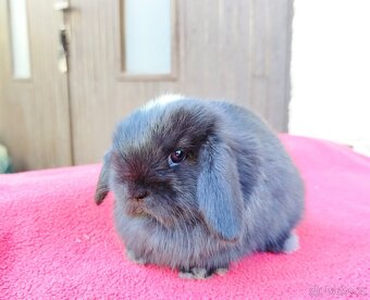 Zakrslý beránek, králíček, králík - ELLA - 5