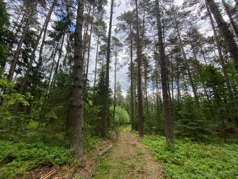 Lesní pozemek a ostatní plocha Lštění nad Zubřinou - 5