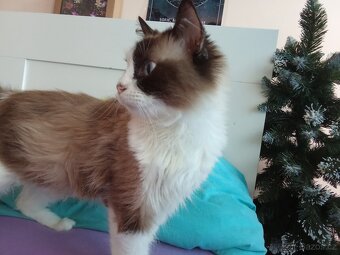 Ragdoll kočička bez pp - 5