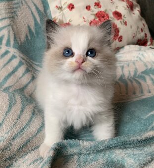 ❤️❤️Nádherná kočička Ragdoll s PP - 5